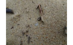 One nurdle on beach, France
